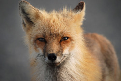 The Fox Blog