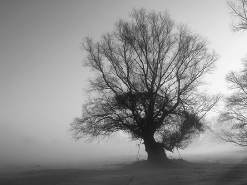 Life's Grays