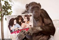 thedailywhat:  RIP: Cheetah, likely the last surviving chimpanzee star of the classic Johnny Weissmuller-era Tarzan movies, passed away last Saturday as a result of kidney failure at Suncoast Primate Sanctuary in Palm Harbor, Florida. Remarkably, Cheetah
