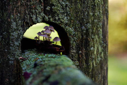 bluepueblo:  Mushroom Fence, Wayne, Pennsylvania photo by thuyn 