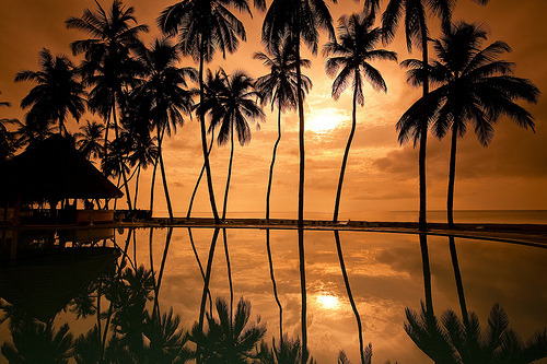 Tropical palm trees