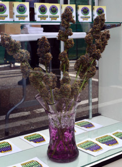 420drugsandtits:  Stoner girls bouquet 