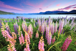 Neiture:  Lake Tekapo | Image By Atomic Zen 