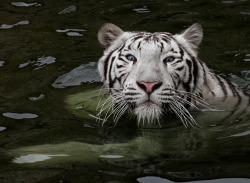 llbwwb:  White Bengal Tiger Swimming. Photo