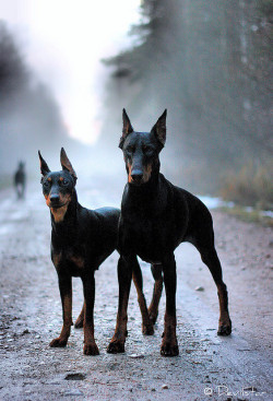 dobermans are sweethearts but can rip your face off