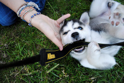 i want this dog