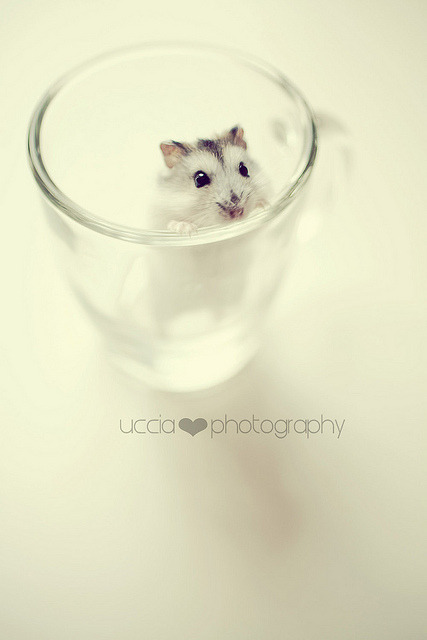 !?cheese?!!Explore thx to all!! by uccia♥photography on Flickr.
so cute