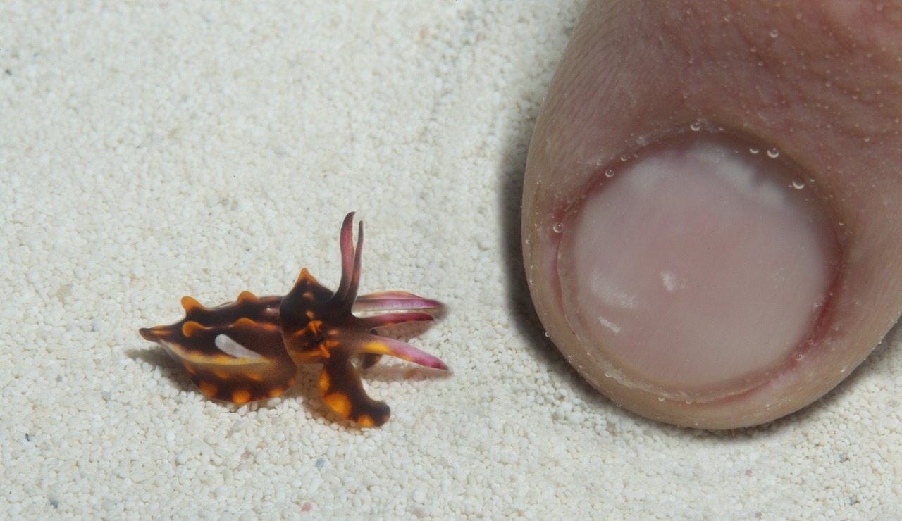 rhamphotheca:
“ montereybayaquarium: What does a Flamboyant Cuttlefish (Metasepia pfefferi) look like when it’s five hours old? Check it out! Our husbandry staff is working with this species behind the scenes for possible exhibit one day.
”