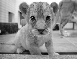  reminds me of simba from the lion king :)