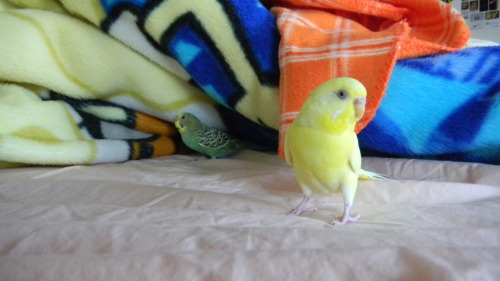 fat-birds:  optimistoverload:  Just reminiscing.  eee :) 