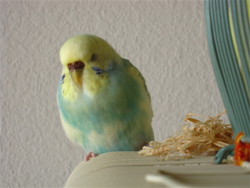fat-birds:  optimistoverload:  Just reminiscing.  eee :) 