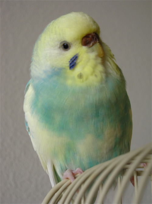 fat-birds:  optimistoverload:  Just reminiscing.  eee :) 