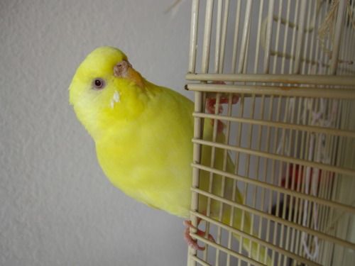 fat-birds:  optimistoverload:  Just reminiscing.  eee :) 