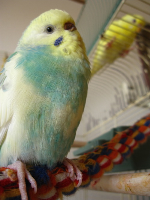 fat-birds:  optimistoverload:  Just reminiscing.  eee :) 