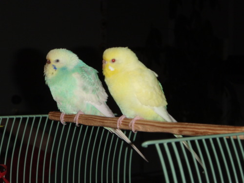 fat-birds:  optimistoverload:  Just reminiscing.  eee :) 