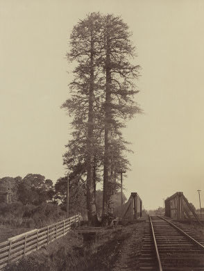 Carleton Watkins, Twin Redwoods, Palo Alto, 1870. Collection of the National Gallery of Art, Washington.
This week’s Modern Art Notes Podcast features Huntington curator Jennifer A. Watts, a leading expert on Carleton Watkins. Watts contributed two...