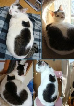 nyandorito:  emberises:  alohabee:  You gotta be kidding. I’m dying.  Catception  you gotta be kitten me   Bwahahaha First we see a horse with &lsquo;horse&rsquo; spelt in its fur now we see a cat with a feline silhouette in its fur