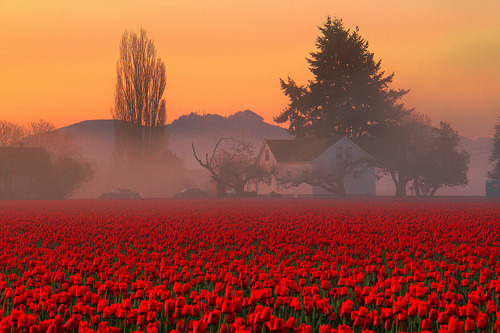 bluepueblo:  Foggy Tulip Field, Skagit Valley, Washington photo via gloriabunda 