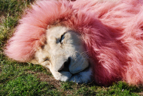 Peace Love Hippie - pink lion