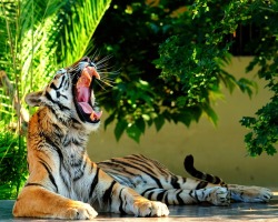 llbwwb:  Can’t forget my Tiger Lovers ;) Siberian Tiger by selcuk Gülnaz / photomediaworld.com