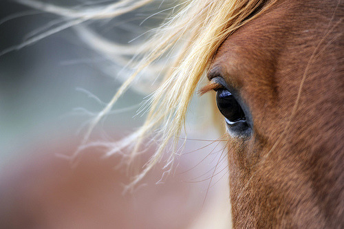 torace: Just Between you and me (by Deby Dixon)