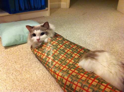 Wrap me first!