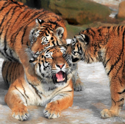 Despicablealexis:   ”We Love You, Mom!” By Klaus Wiese 