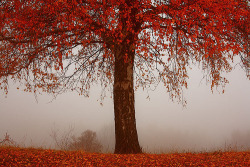 vigorem:  Red tree (by Evgeni Dinev) 