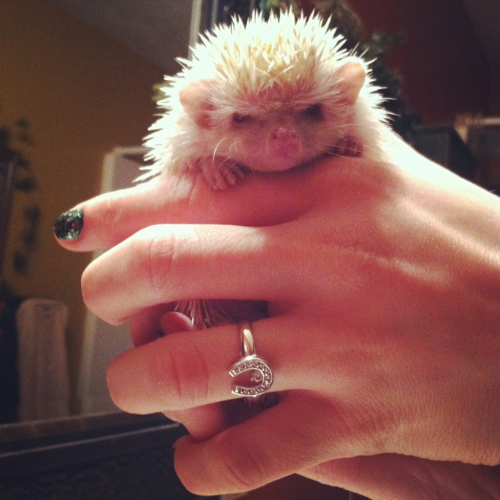 theworldismycoffee: My hedgie, Mahi