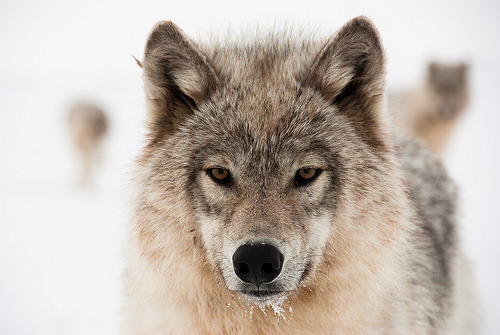 imaginatifs:  Eye-to-eye (by A. Lusignan) 