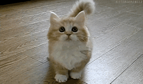 cuute kitty.