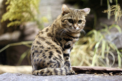 Theanimalblog:  Black Footed Cat (Kitten) (By Asten) 