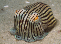 rubbyrubbishbin:  zenis:  zeroodd:  rhamphotheca:  A Striped Pyjama Squid (Sepioloidea lineolata), actually a typer of cuttlefish, in the waters of Jervis Bay, NSW, Australia. (Credit: Tony Brown)  World’s Cutest Squid nominee   i thought it was a