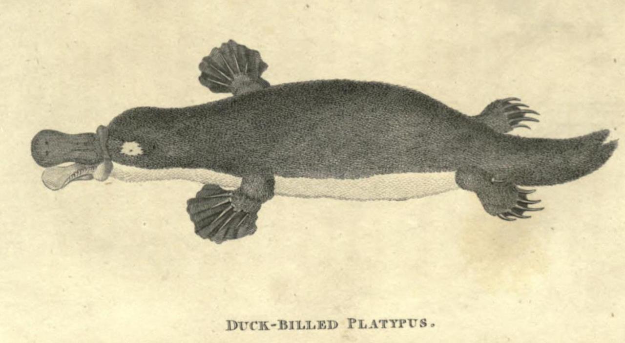duck billed platypus venom