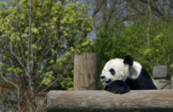 Taken by my grandfather at the Memphis Zoo.