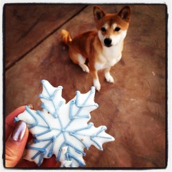 Dagny gets a snowflake cookie. (Taken with