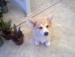 corgiaddict:  Four month old Albion ate all