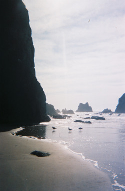 I haven&rsquo;t edited any digitals from my miraculously warm, sunny day at the beach in Oregon this past September, as there hasn&rsquo;t been any one frame that really stood out to me but this did. 3 little birds.