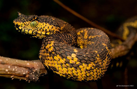 New large horned viper discovered, but biologists keep location quiet.
In a remote forest fragment in Tanzania, scientists have made a remarkable discovery: a uniquely-colored horned viper extending over two feet long (643 millimeters) that evolved...