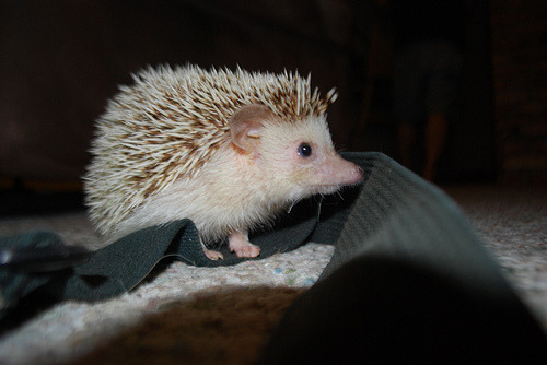 mavistai:  i want one so bad ugh same 