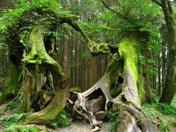 bluepueblo:  Old Growth Forest, Hoh Rain Forest,