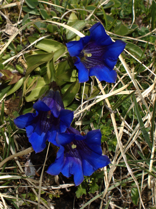 gentian