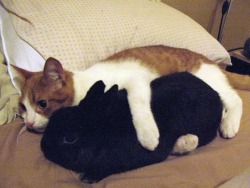 Minato-Yuki:  Oooh My Goodness Look At The Long Bun Snuggling Kitty Oh My Goodnes