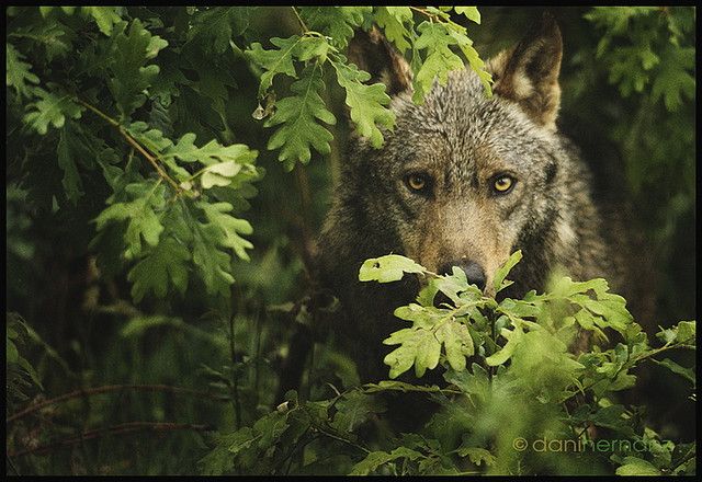 sunshinessilhouette:  &ldquo;canis lupus signatus&rdquo; by danihernanz on