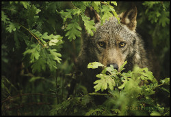 sunshinessilhouette:  “canis lupus