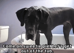 Porn photo im-cool-like-that:  Great Dane is Stuck in