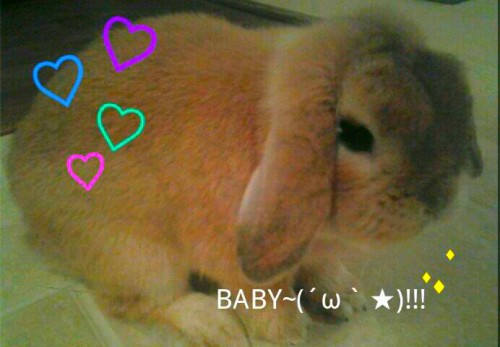 ㅇ ㅅㅇ)/ 안녕 BETTYS BUNNY!! mmm SWEETS!! 뭐예요? 저예요! GOODBYE last day of 2011~~~♥