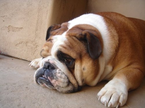 English Bulldog Love adult photos