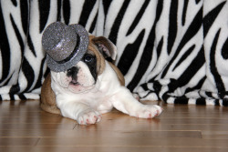 English Bulldog Love