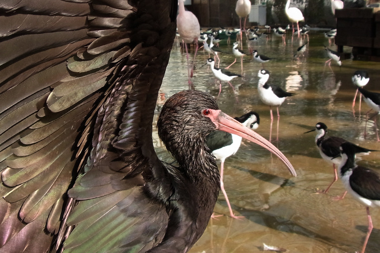 Glossy Ibis.